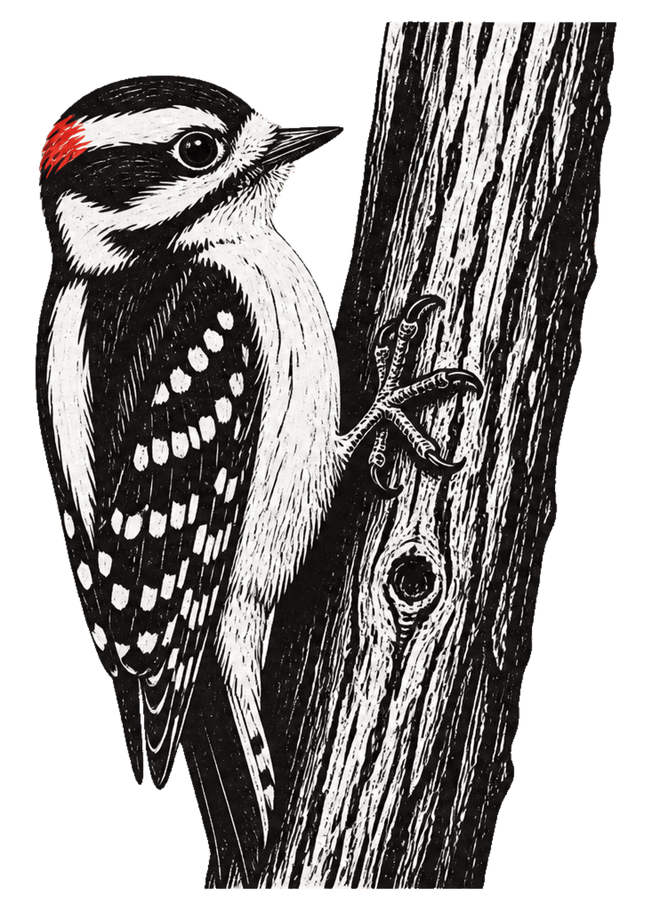 Downy Woodpecker