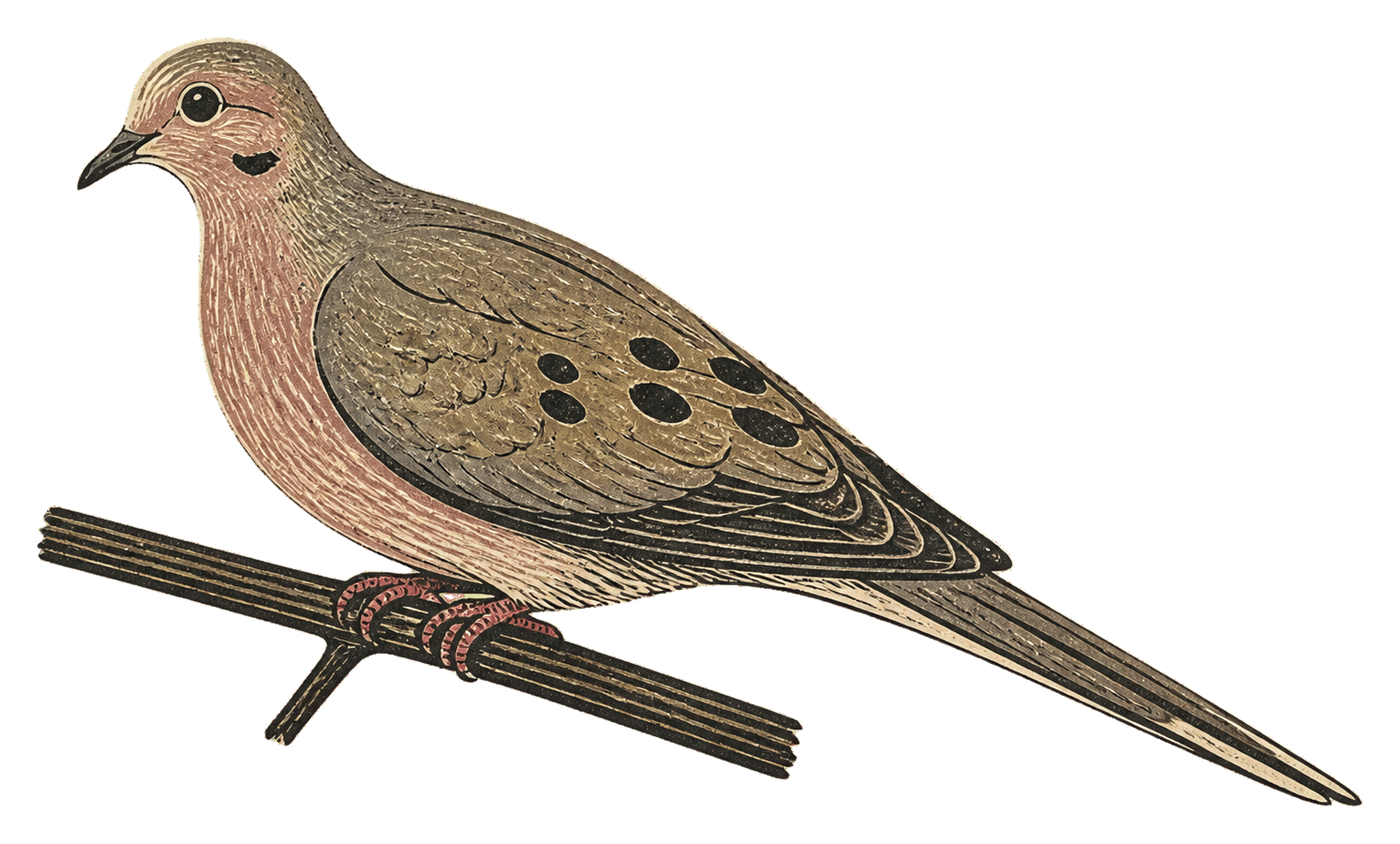 Mourning Dove