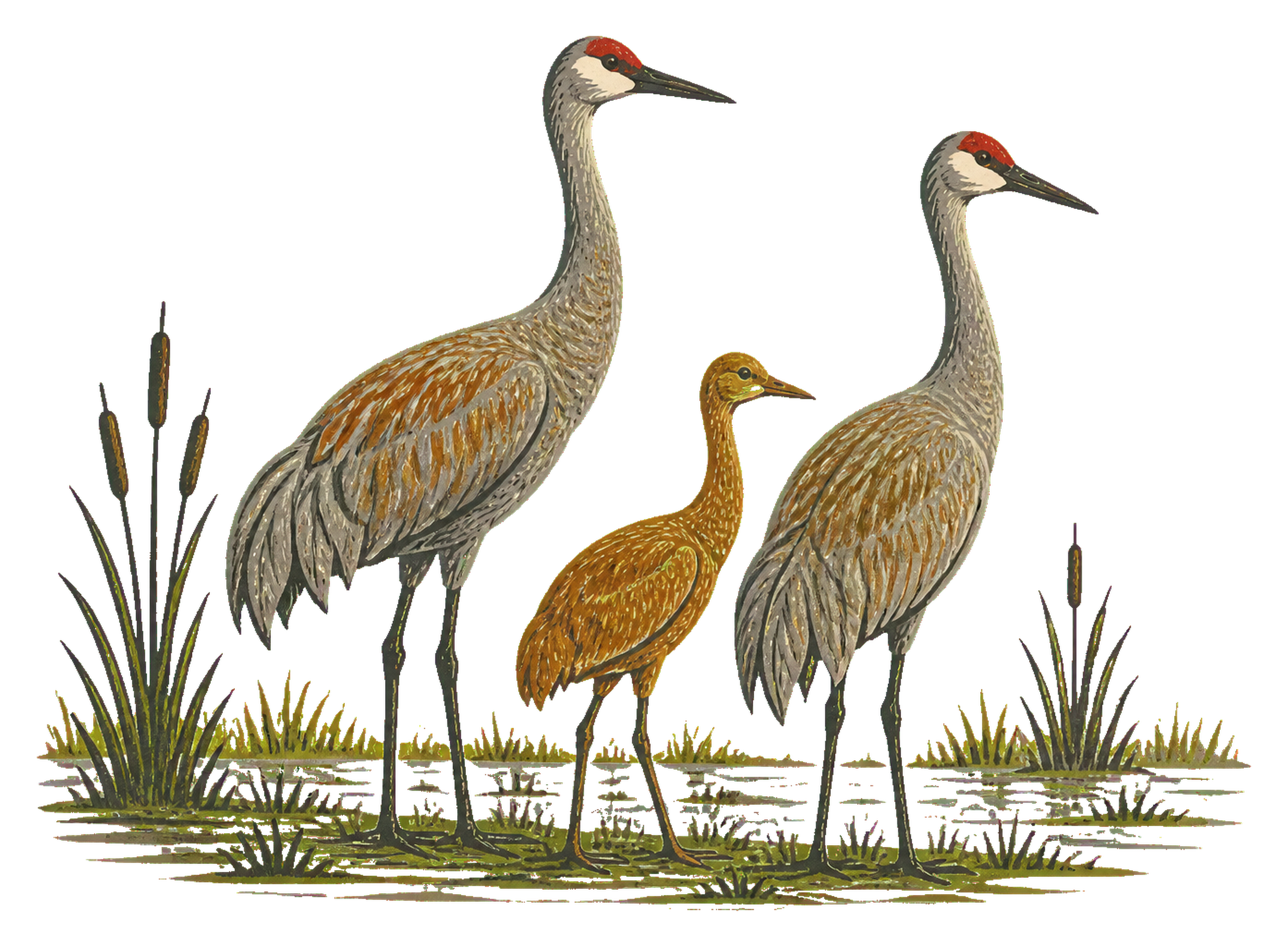 Sandhill Crane